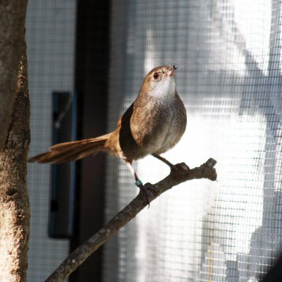 Eastern bristlebird